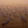 Cranes, Hula Lake, Hula Valley, northern Israel